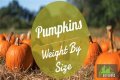 How Much Does Pumpkin Make Per Episode On Mama June?